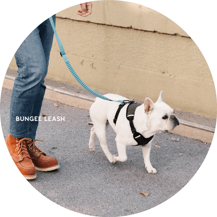 Ashbury Hands-Free Leash System/Color-Sky Blue