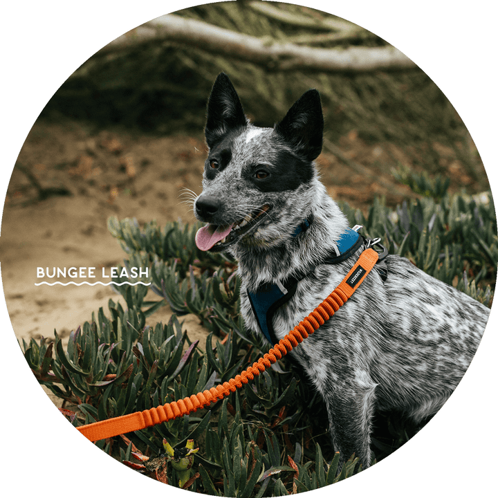 Ashbury Hands-Free Leash System/Color-Burnt Orange