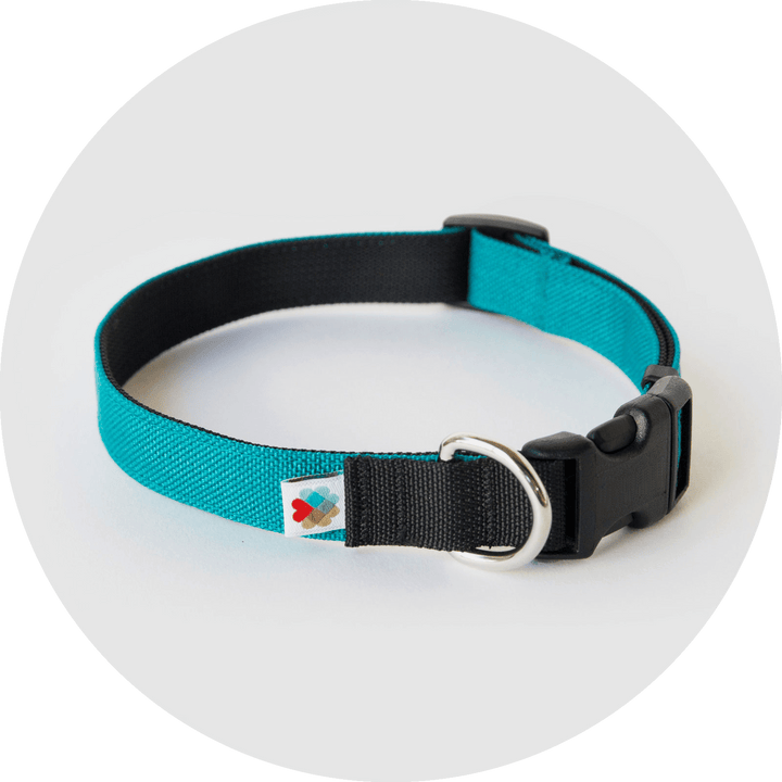 Funston Dog Collar/Color-Turquoise