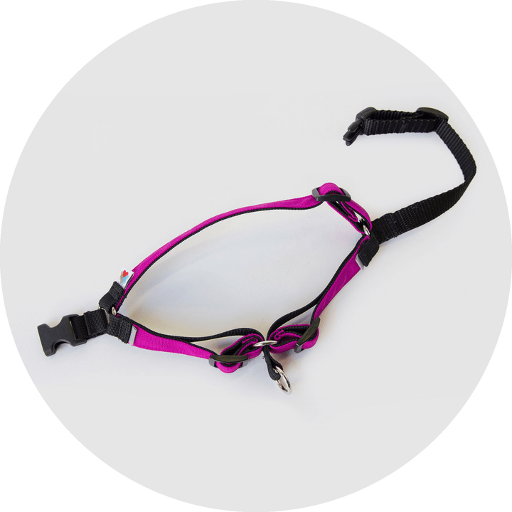 Linden No Pull Dog Harness/Color-Fuchsia