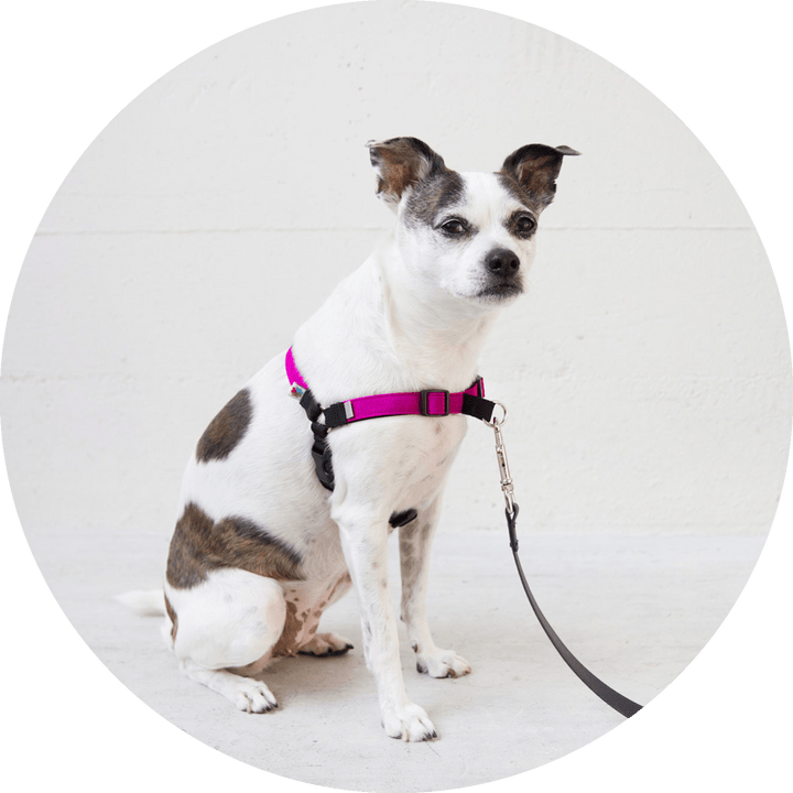 Linden No Pull Dog Harness/Color-Fuchsia