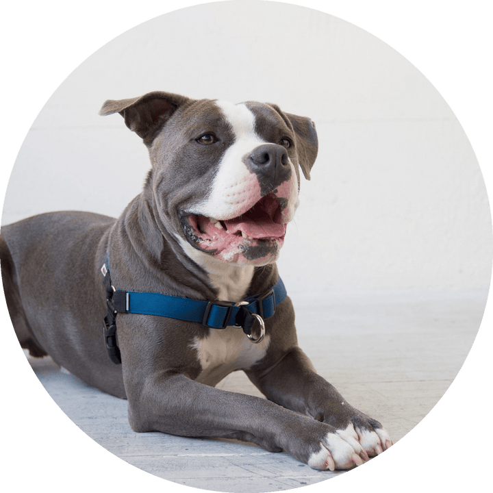 Linden No Pull Dog Harness/Color-Navy