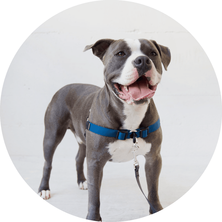 Linden No Pull Dog Harness/Color-Navy