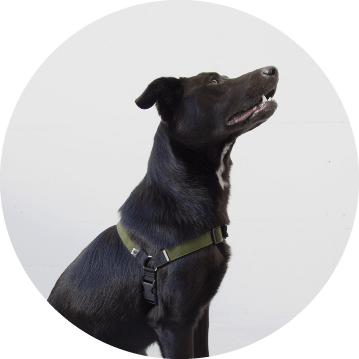 Linden No Pull Dog Harness/Color-Olive