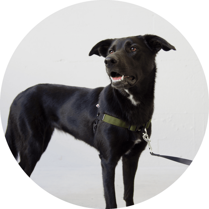 Linden No Pull Dog Harness/Color-Olive