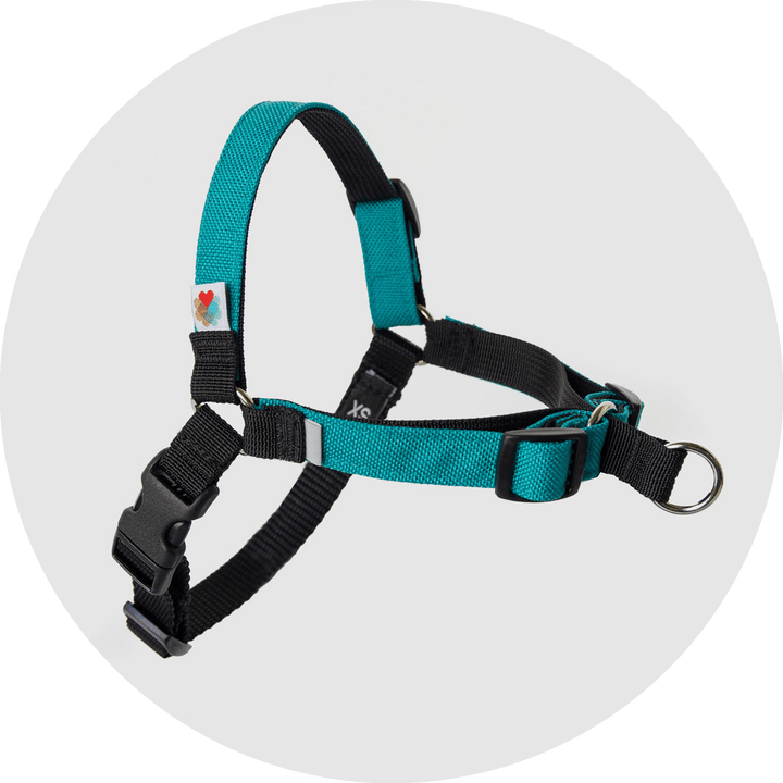 Linden No Pull Dog Harness/Color-Turquoise