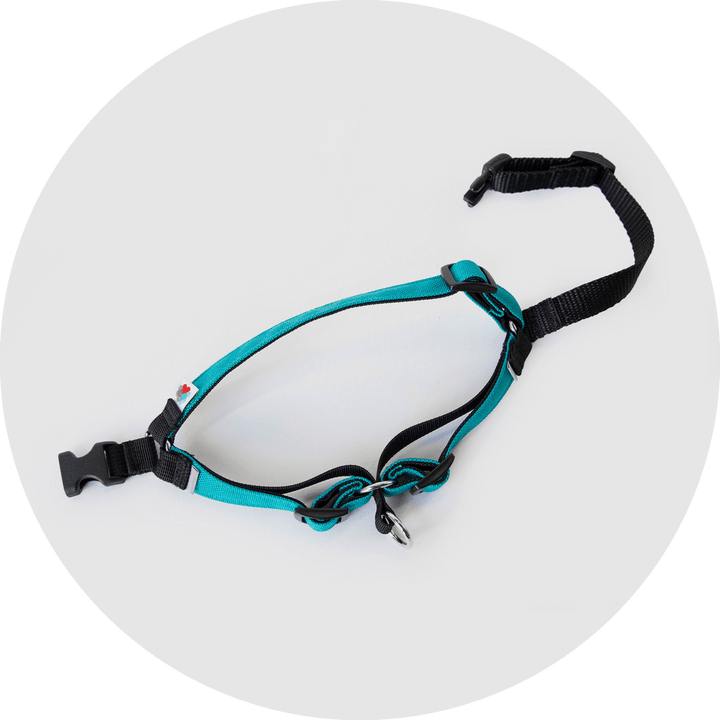 Linden No Pull Dog Harness/Color-Turquoise