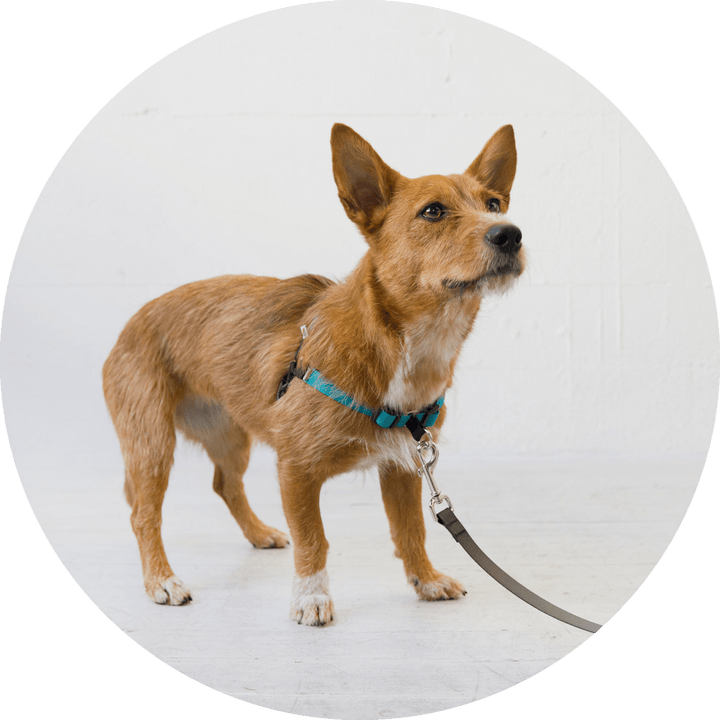 Linden No Pull Dog Harness/Color-Turquoise