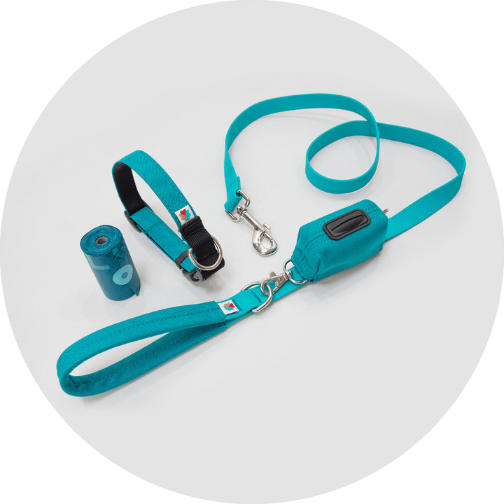 Funston Dog Starter Kit/Color-Turquoise