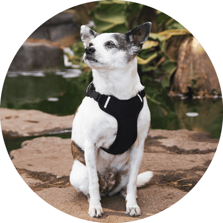 Sutro Snug Fit Dog Harness/Color-Black