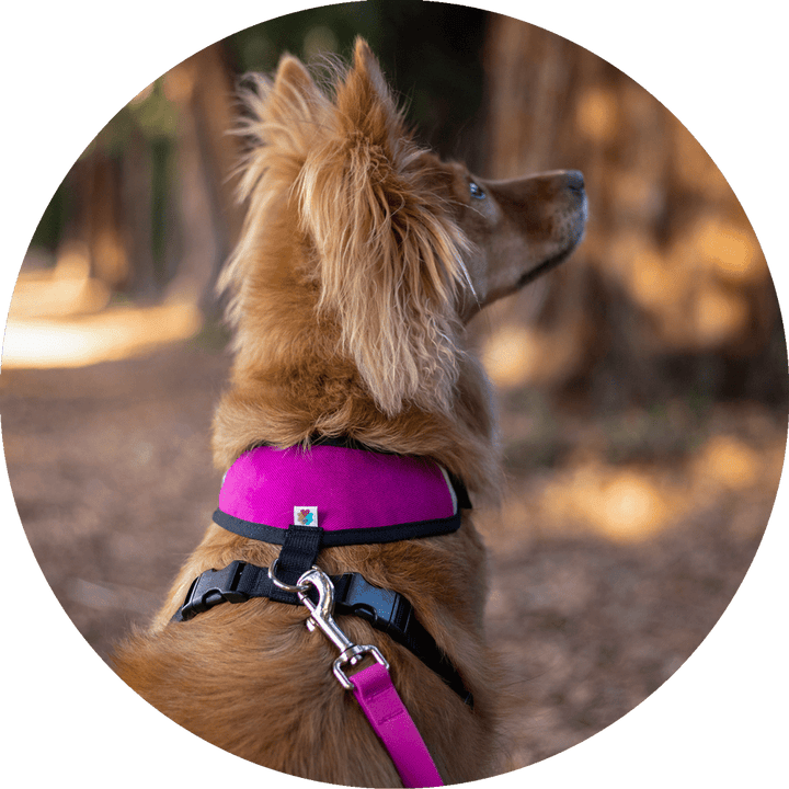 Sutro Snug Fit Dog Harness/Color-Fuchsia