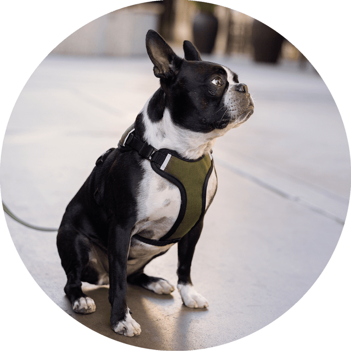 Sutro Snug Fit Dog Harness/Color-Olive