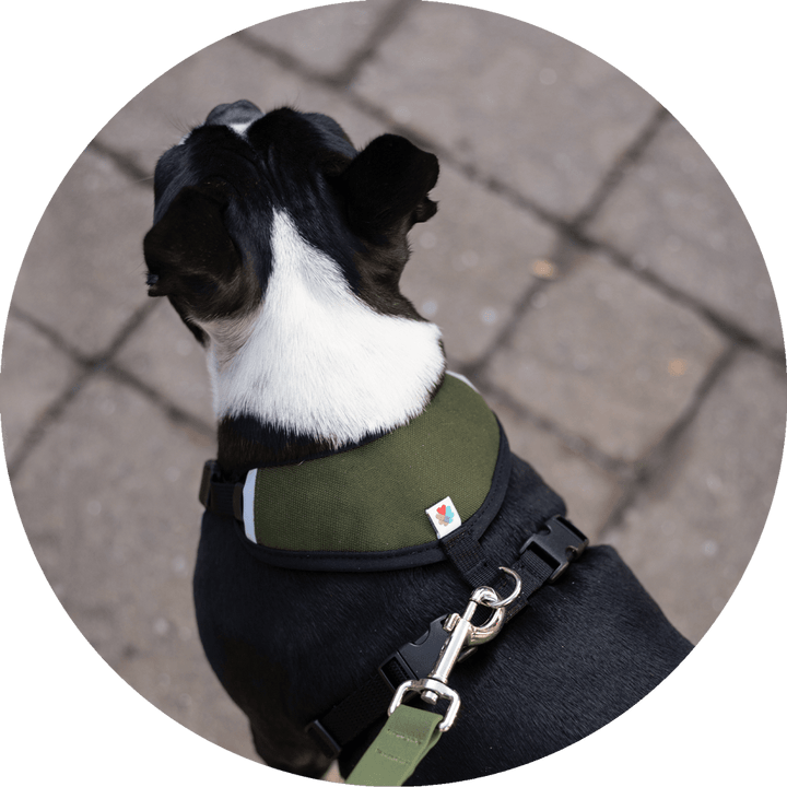 Sutro Snug Fit Dog Harness/Color-Olive