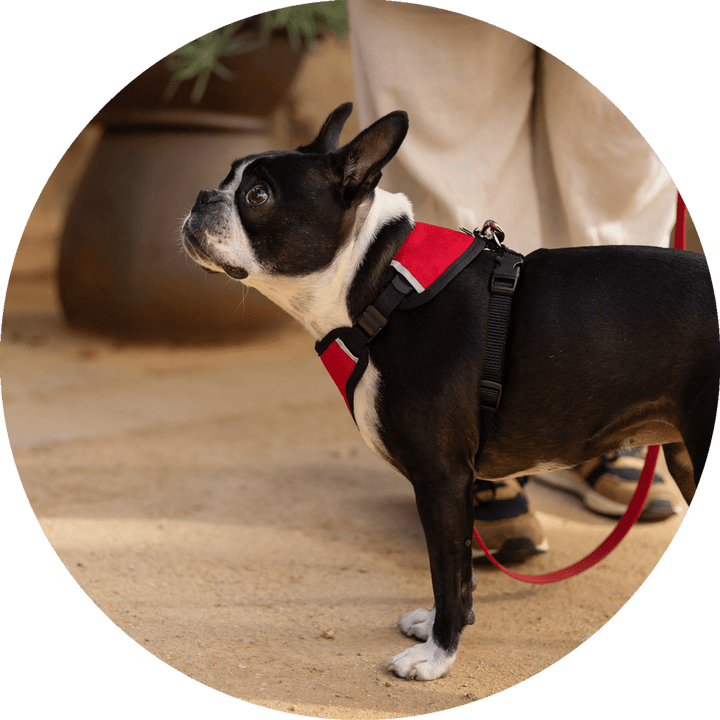 Sutro Snug Fit Dog Harness/Color-Red