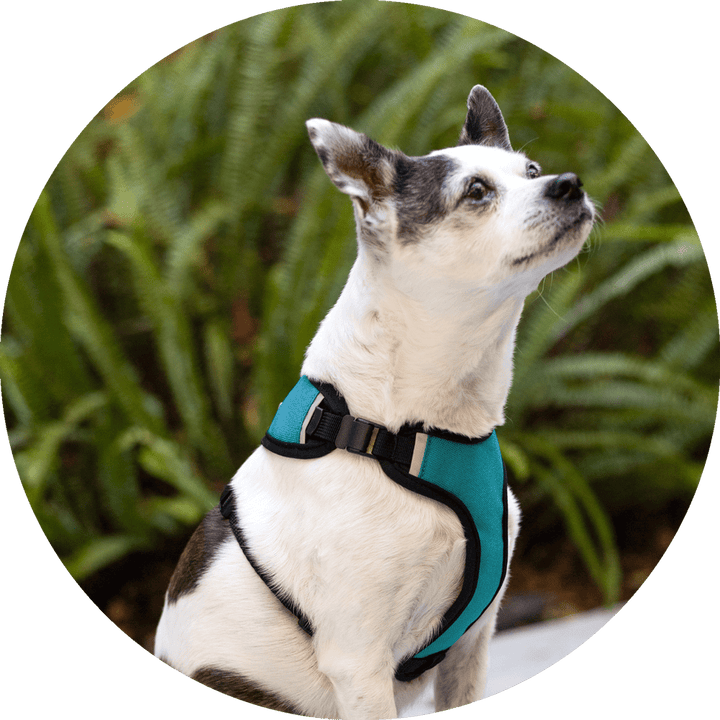 Sutro Snug Fit Dog Harness/Color-Turquoise